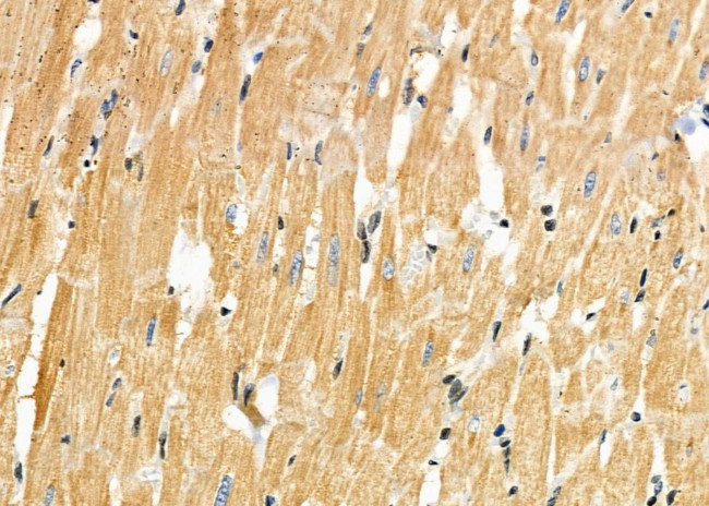 TTC19 Antibody in Immunohistochemistry (Paraffin) (IHC (P))