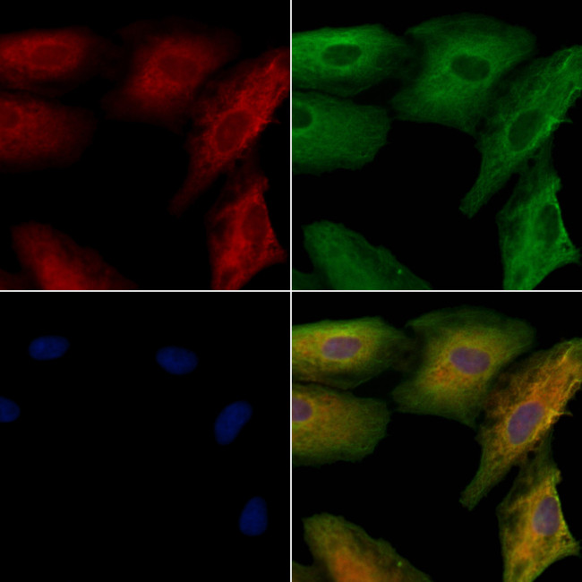 AKAP12 Antibody in Immunocytochemistry (ICC/IF)