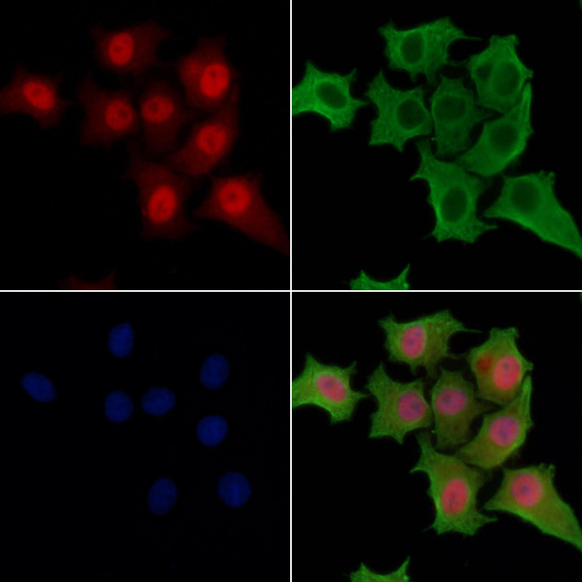 AMPK beta-1 Antibody in Immunocytochemistry (ICC/IF)