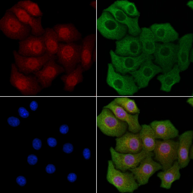 APBA1 Antibody in Immunocytochemistry (ICC/IF)