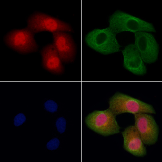 APC7 Antibody in Immunocytochemistry (ICC/IF)