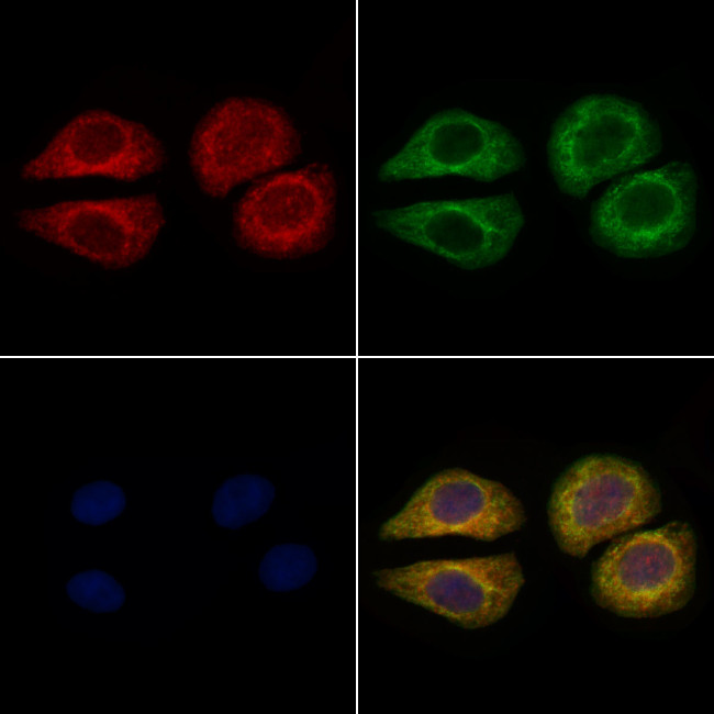 Apolipoprotein H Antibody in Immunocytochemistry (ICC/IF)