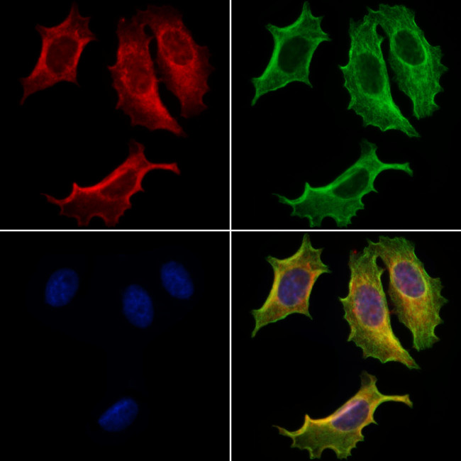 Apolipoprotein M Antibody in Immunocytochemistry (ICC/IF)