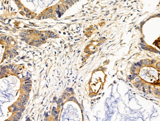 Aquaporin 3 Antibody in Immunohistochemistry (Paraffin) (IHC (P))