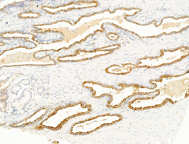 Argonaute 4 Antibody in Immunohistochemistry (Paraffin) (IHC (P))