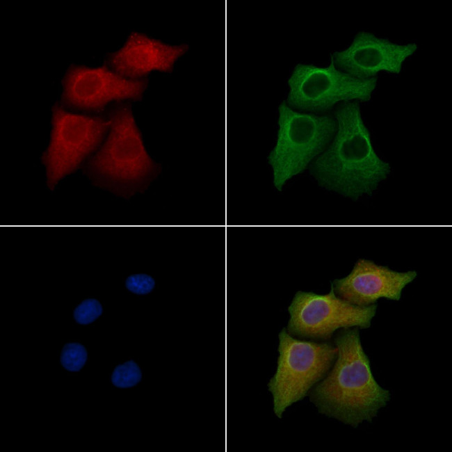 CD297 Antibody in Immunocytochemistry (ICC/IF)