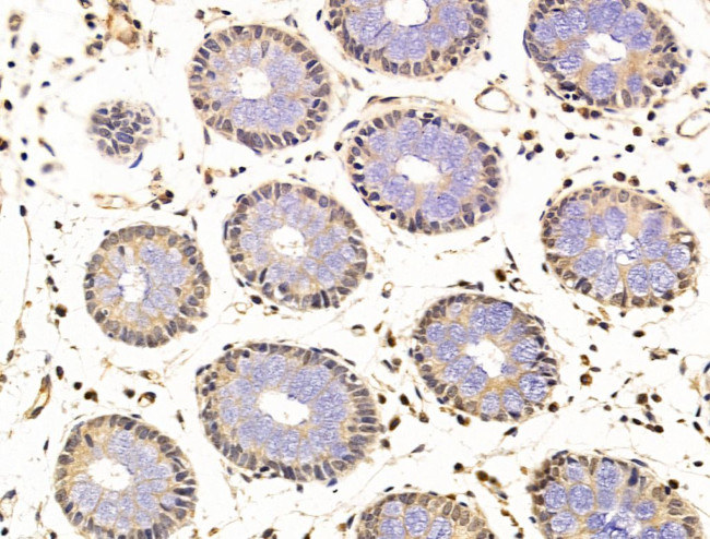 C9orf142 Antibody in Immunohistochemistry (Paraffin) (IHC (P))
