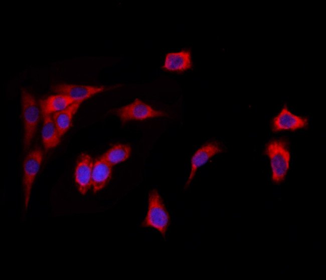 GPIP137 Antibody in Immunocytochemistry (ICC/IF)