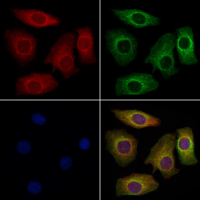 Caspr2 Antibody in Immunocytochemistry (ICC/IF)