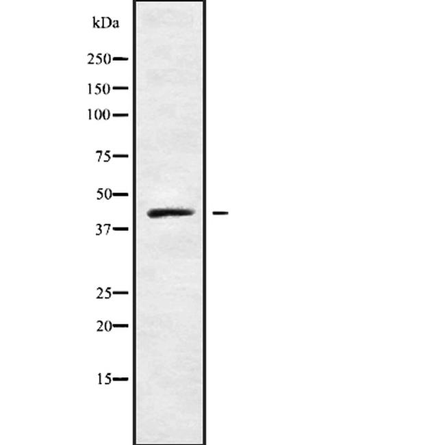 Cyclin I Antibody in Western Blot (WB)