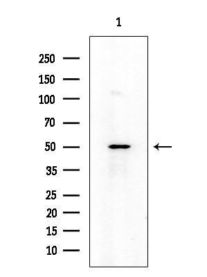 CD19 Antibody in Western Blot (WB)