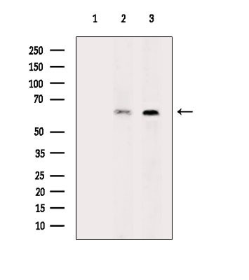CD19 Antibody in Western Blot (WB)