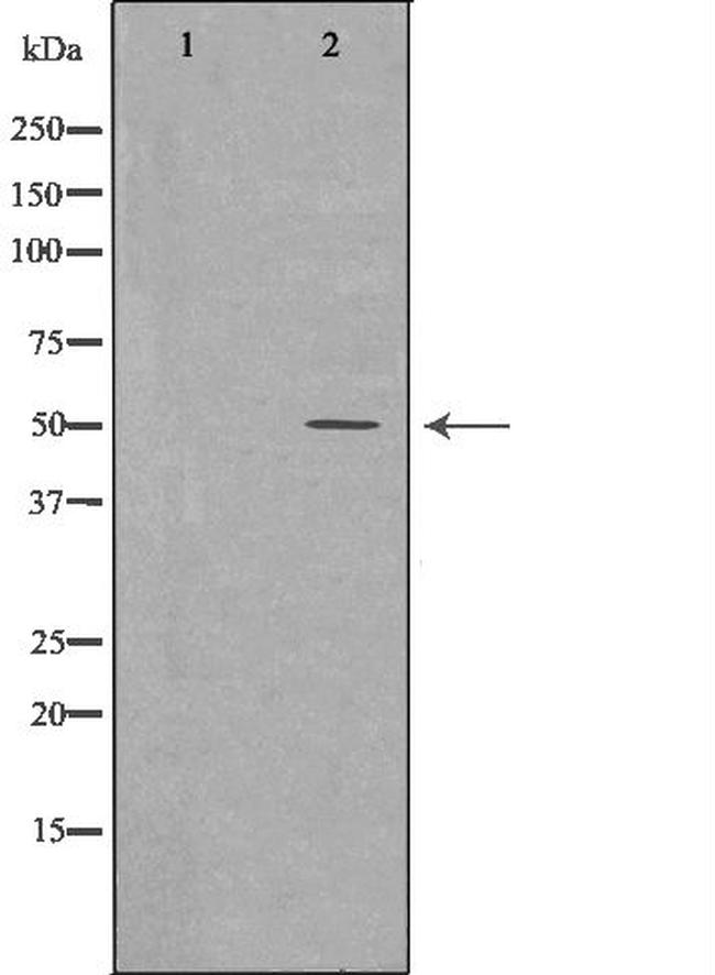 CD27 Antibody in Western Blot (WB)