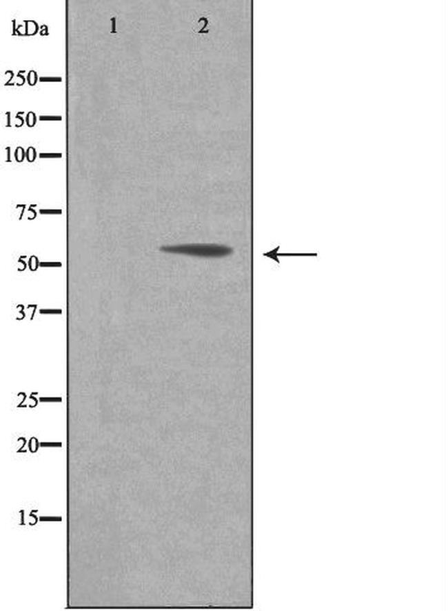PAF49 Antibody in Western Blot (WB)