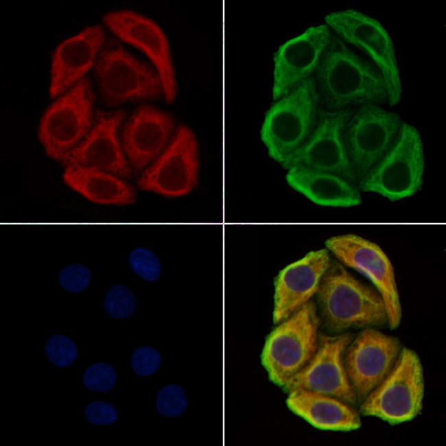 Cdk3 Antibody in Immunocytochemistry (ICC/IF)