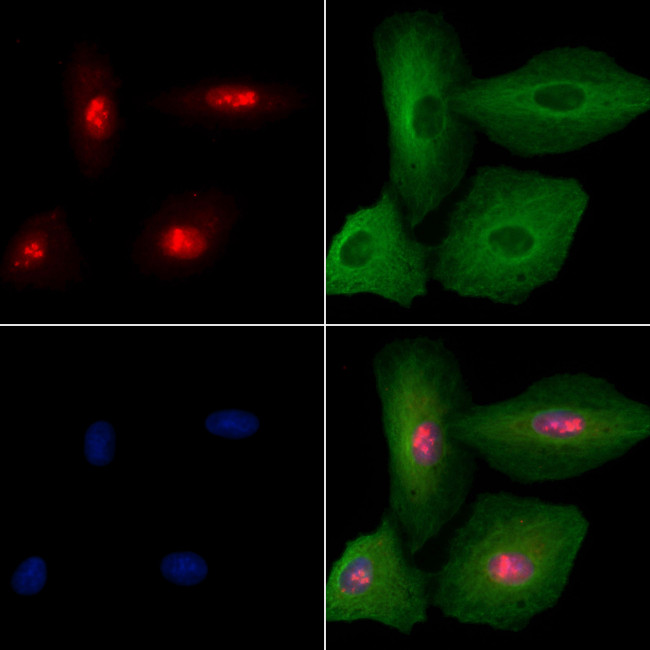 CEACAM19 Antibody in Immunocytochemistry (ICC/IF)