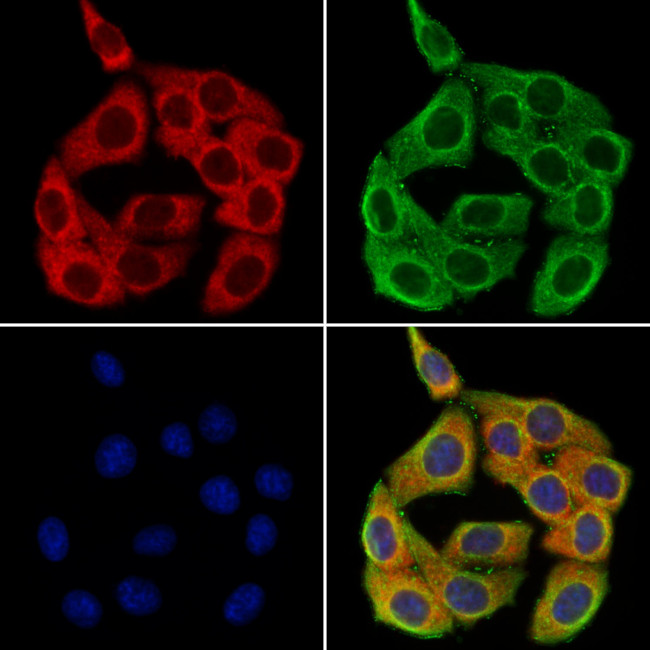CHL1 Antibody in Immunocytochemistry (ICC/IF)