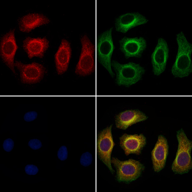 CLCA3P Antibody in Immunocytochemistry (ICC/IF)
