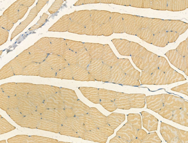 CNGA2 Antibody in Immunohistochemistry (Paraffin) (IHC (P))
