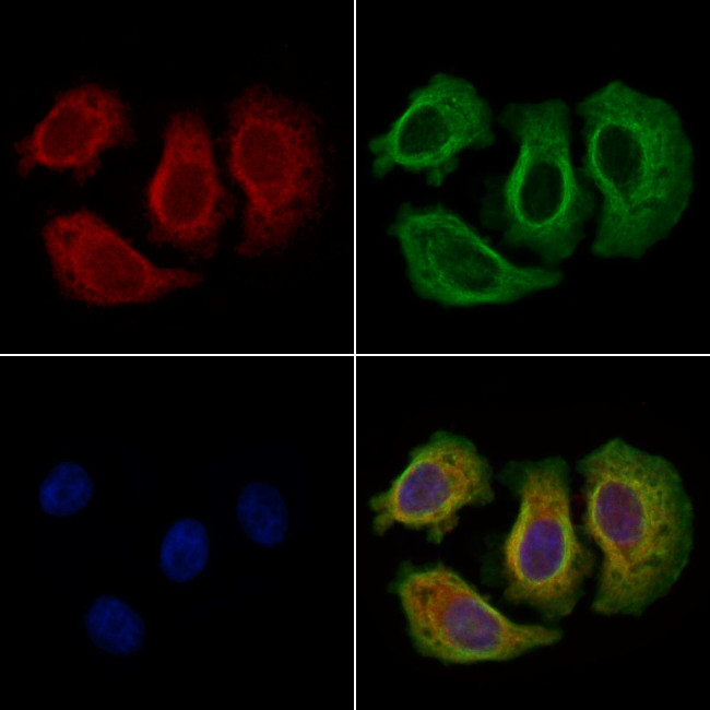 COL6A3 Antibody in Immunocytochemistry (ICC/IF)