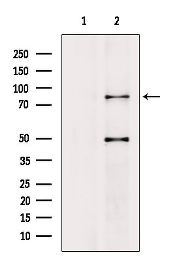 DCLK1 Antibody in Western Blot (WB)
