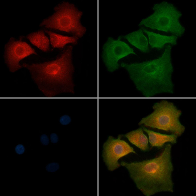 MCK10 Antibody in Immunocytochemistry (ICC/IF)
