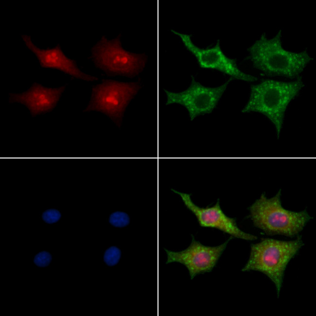 DDX55 Antibody in Immunocytochemistry (ICC/IF)