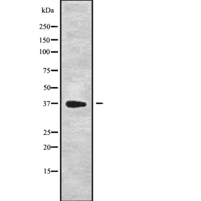 DEDD Antibody in Western Blot (WB)