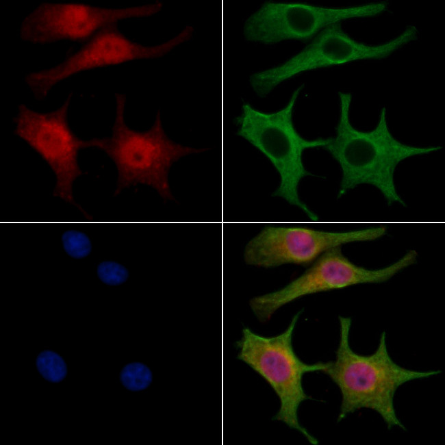 DNA2 Antibody in Immunocytochemistry (ICC/IF)