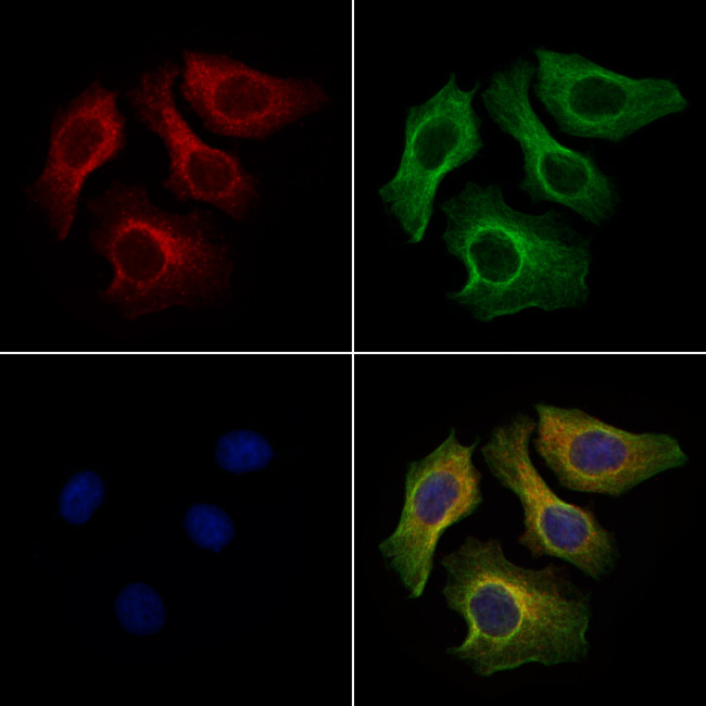 DNAH1 Antibody in Immunocytochemistry (ICC/IF)