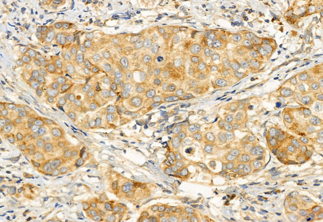 EDIL3 Antibody in Immunohistochemistry (Paraffin) (IHC (P))