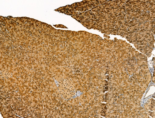 CELA3B Antibody in Immunohistochemistry (Paraffin) (IHC (P))