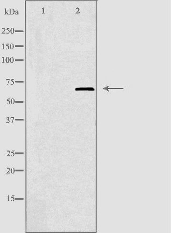 ELF1 Antibody in Western Blot (WB)