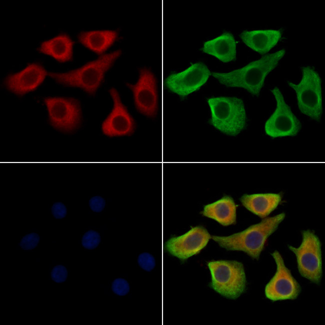 RAPGEF4 Antibody in Immunocytochemistry (ICC/IF)