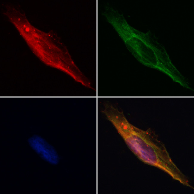 Flotillin 2 Antibody in Immunocytochemistry (ICC/IF)