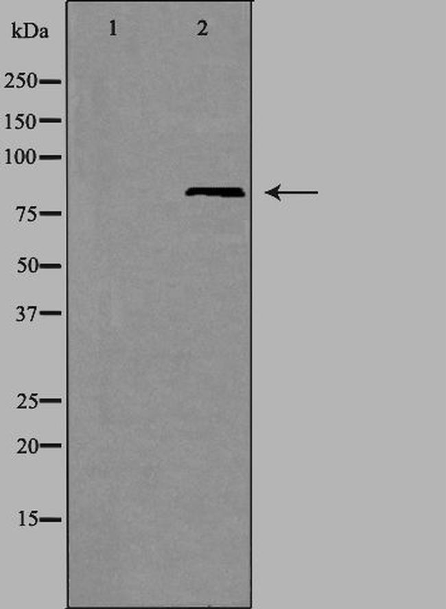 EZH1 Antibody in Western Blot (WB)