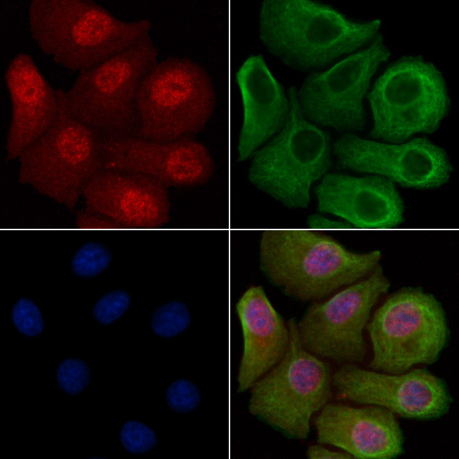 FHL2 Antibody in Immunocytochemistry (ICC/IF)