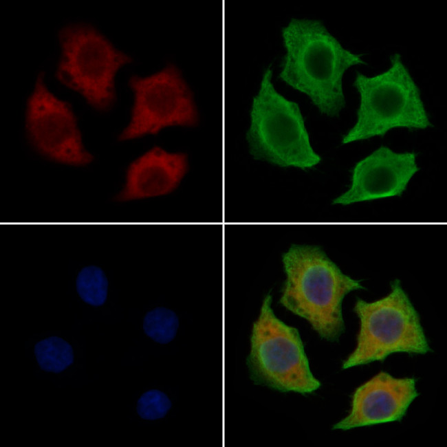 FRS2 Antibody in Immunocytochemistry (ICC/IF)