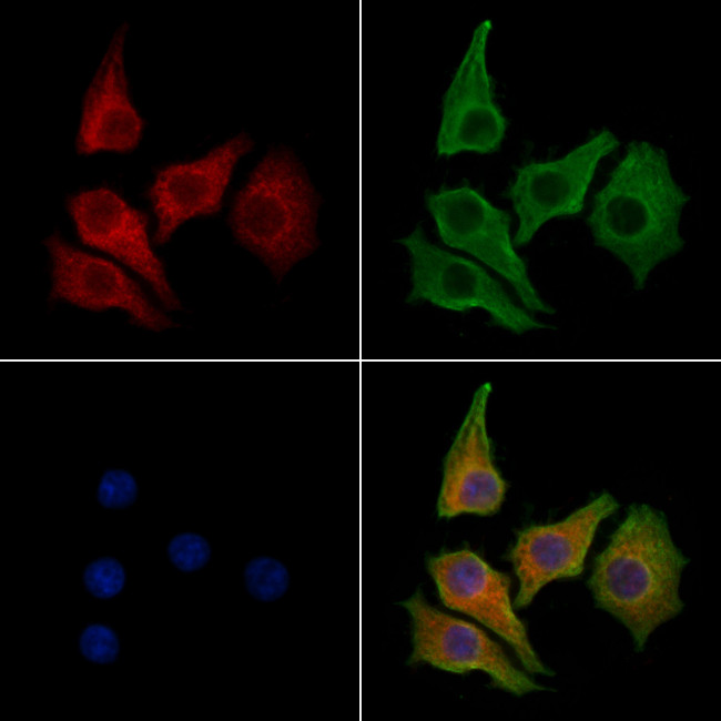 FUCA1 Antibody in Immunocytochemistry (ICC/IF)