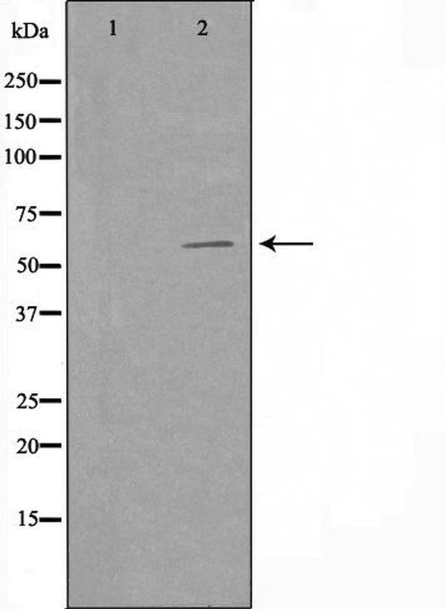 FZD10 Antibody in Western Blot (WB)