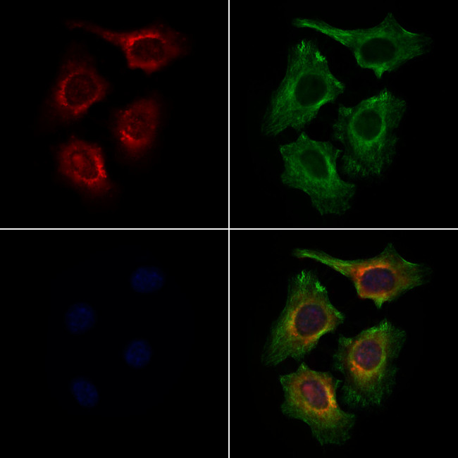 FZD9 Antibody in Immunocytochemistry (ICC/IF)