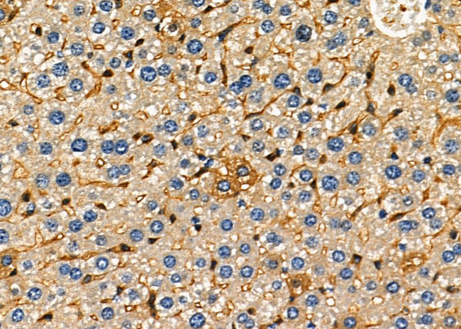 GALR3 Antibody in Immunohistochemistry (Paraffin) (IHC (P))