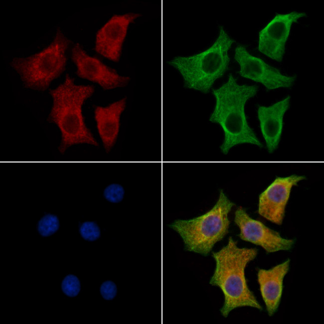 GAS7 Antibody in Immunocytochemistry (ICC/IF)