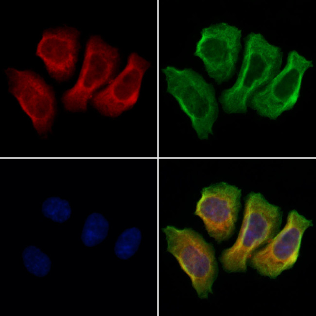 GPRASP1 Antibody in Immunocytochemistry (ICC/IF)