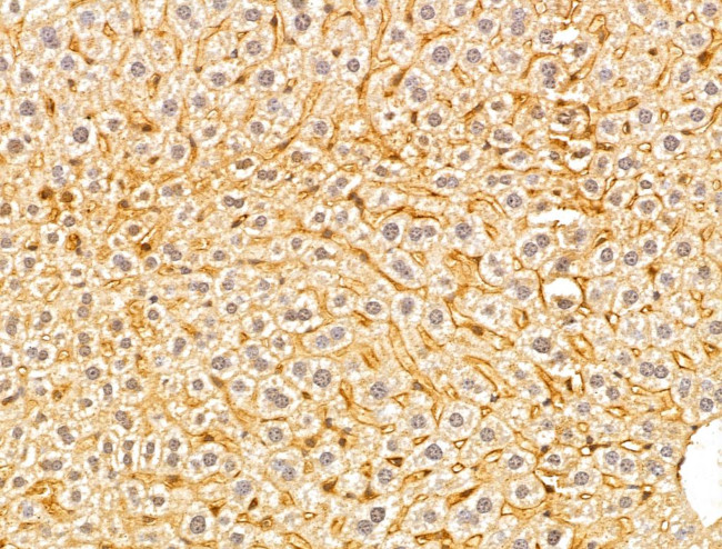 GGCT Antibody in Immunohistochemistry (Paraffin) (IHC (P))
