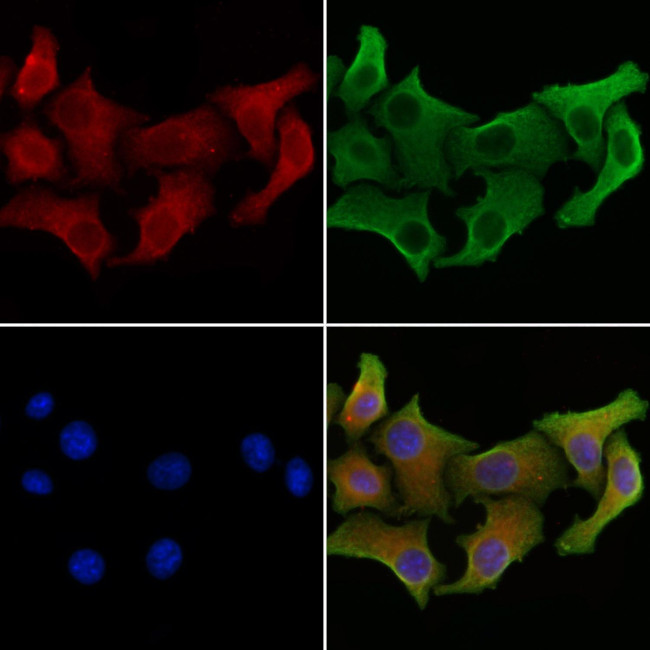 Glypican 2 Antibody in Immunocytochemistry (ICC/IF)