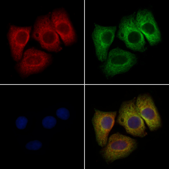 Glypican 4 Antibody in Immunocytochemistry (ICC/IF)