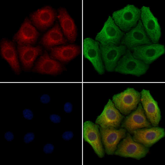 GOLGA4 Antibody in Immunocytochemistry (ICC/IF)