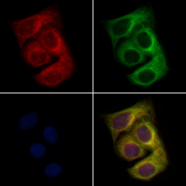 GPNMB Antibody in Immunocytochemistry (ICC/IF)