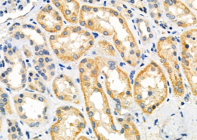 GPR139 Antibody in Immunohistochemistry (Paraffin) (IHC (P))